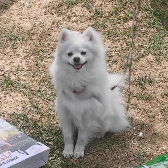 石榴不是石榴