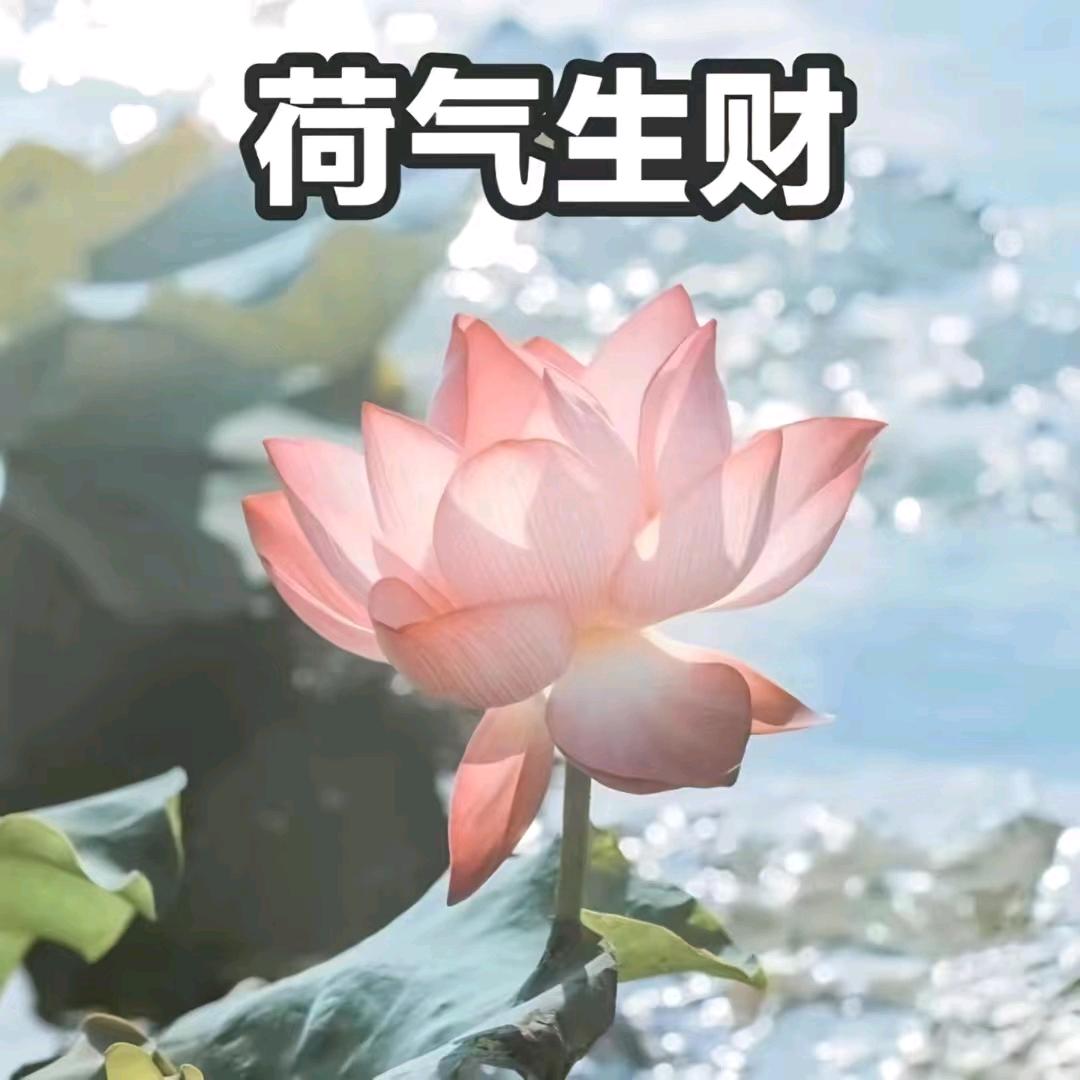 vans吉祥如意（被曾毅回应版）
