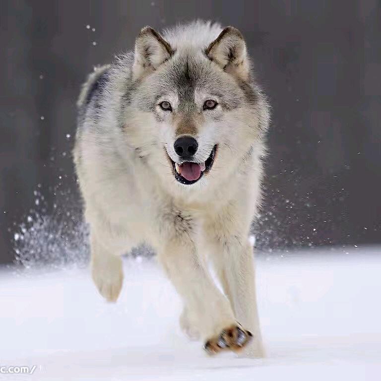 དབྲ་草原上的狼