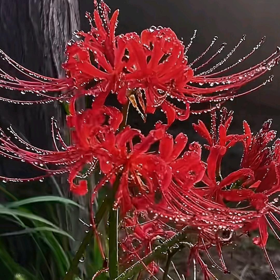 依旧