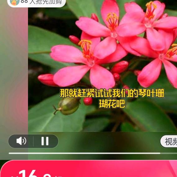 变叶珊瑚