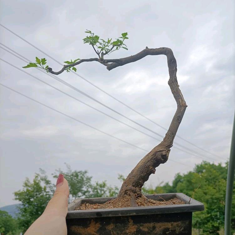 天艺附石盆景园艺