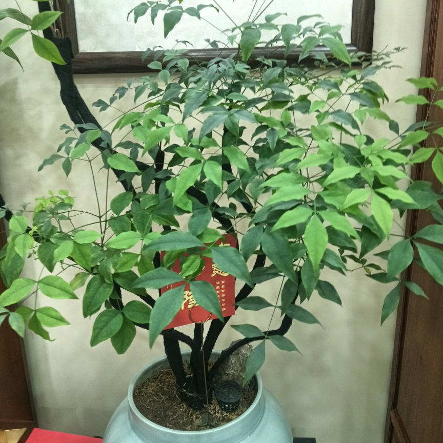 李所(ಡωಡ) 当然