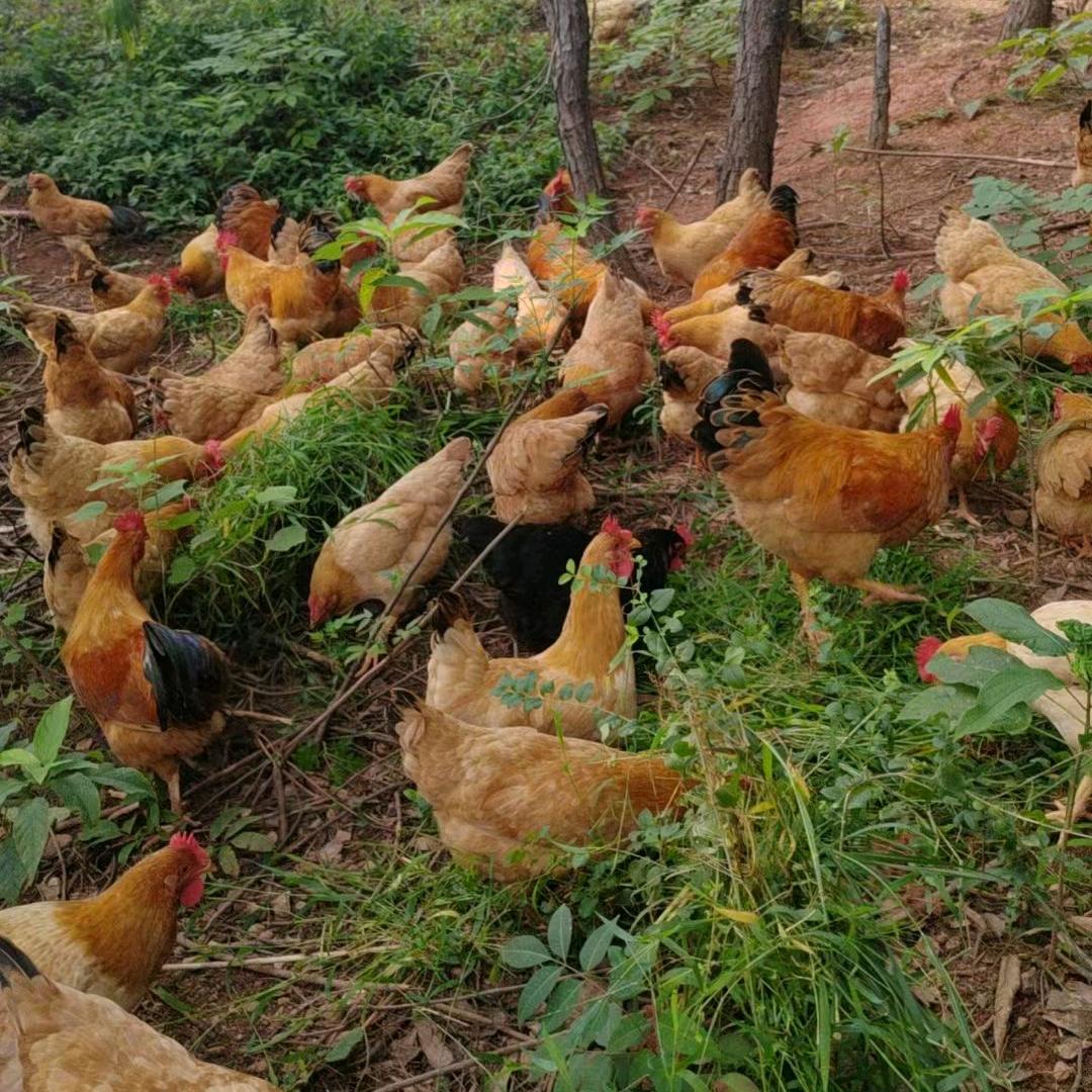 南康区家乐沙田柚果园 ～散养土鸡鸭