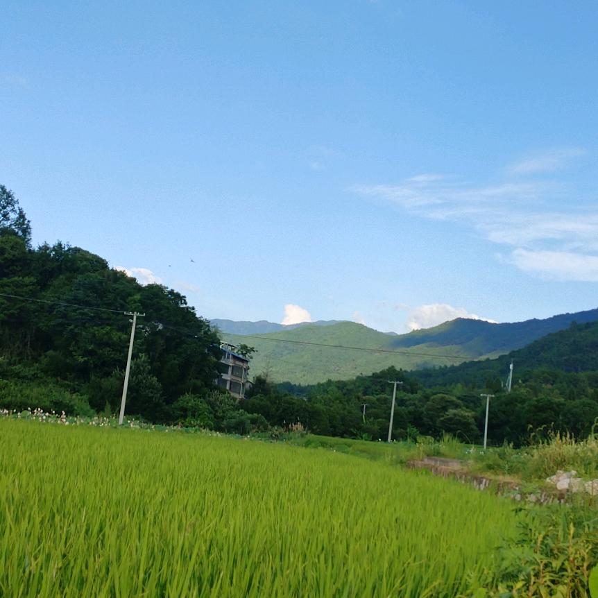 田野