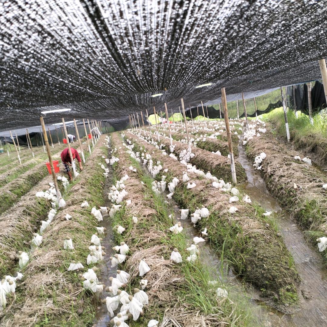 长武食用菌种植家庭农场