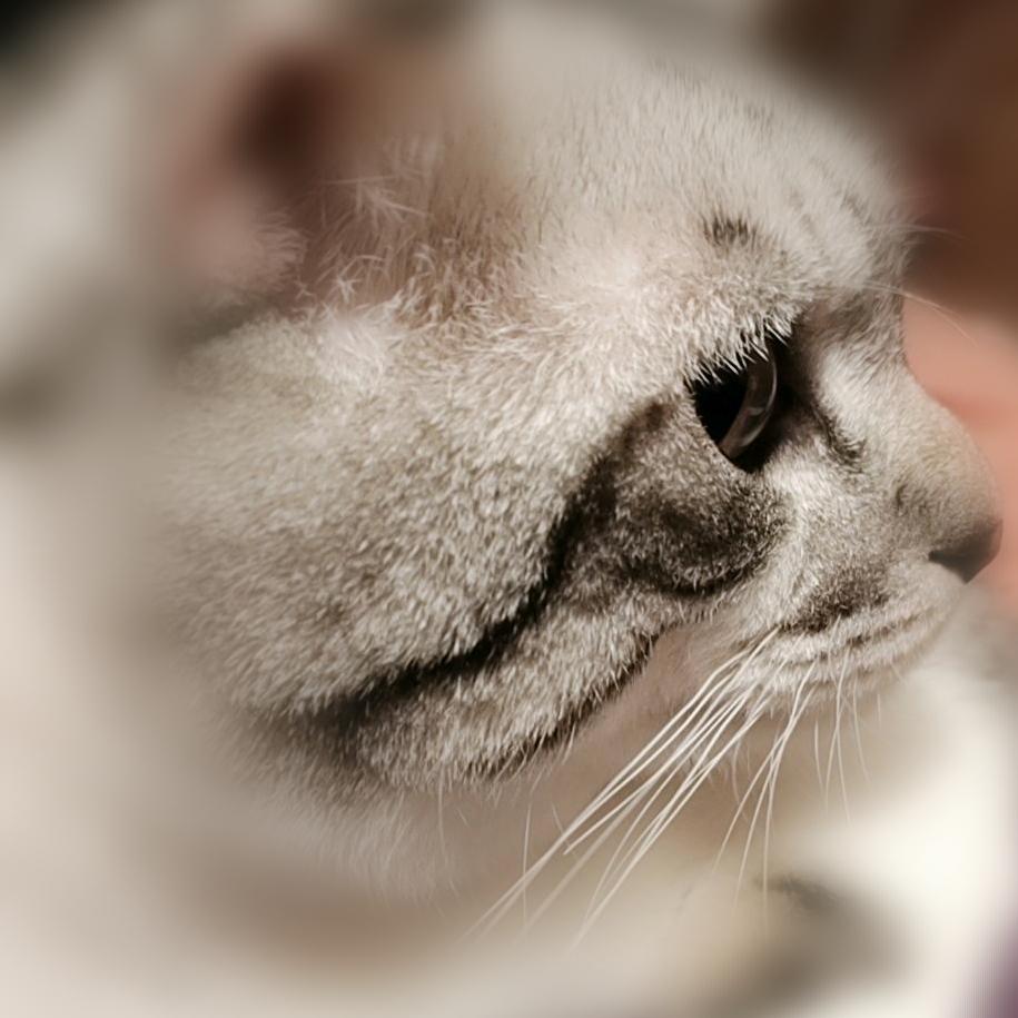 ₍˄·͈༝·͈˄*₎◞ ̑̑