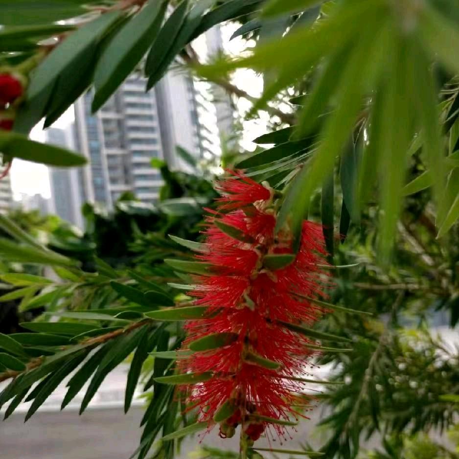 王毛专业常年收狗
