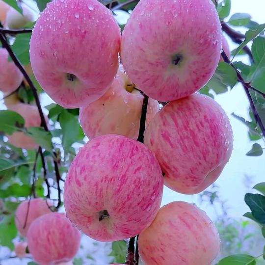 低保大爷无低保