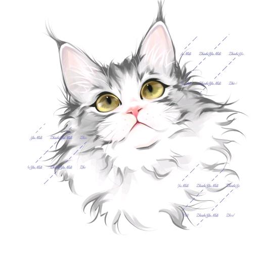 小青柠的缅因猫