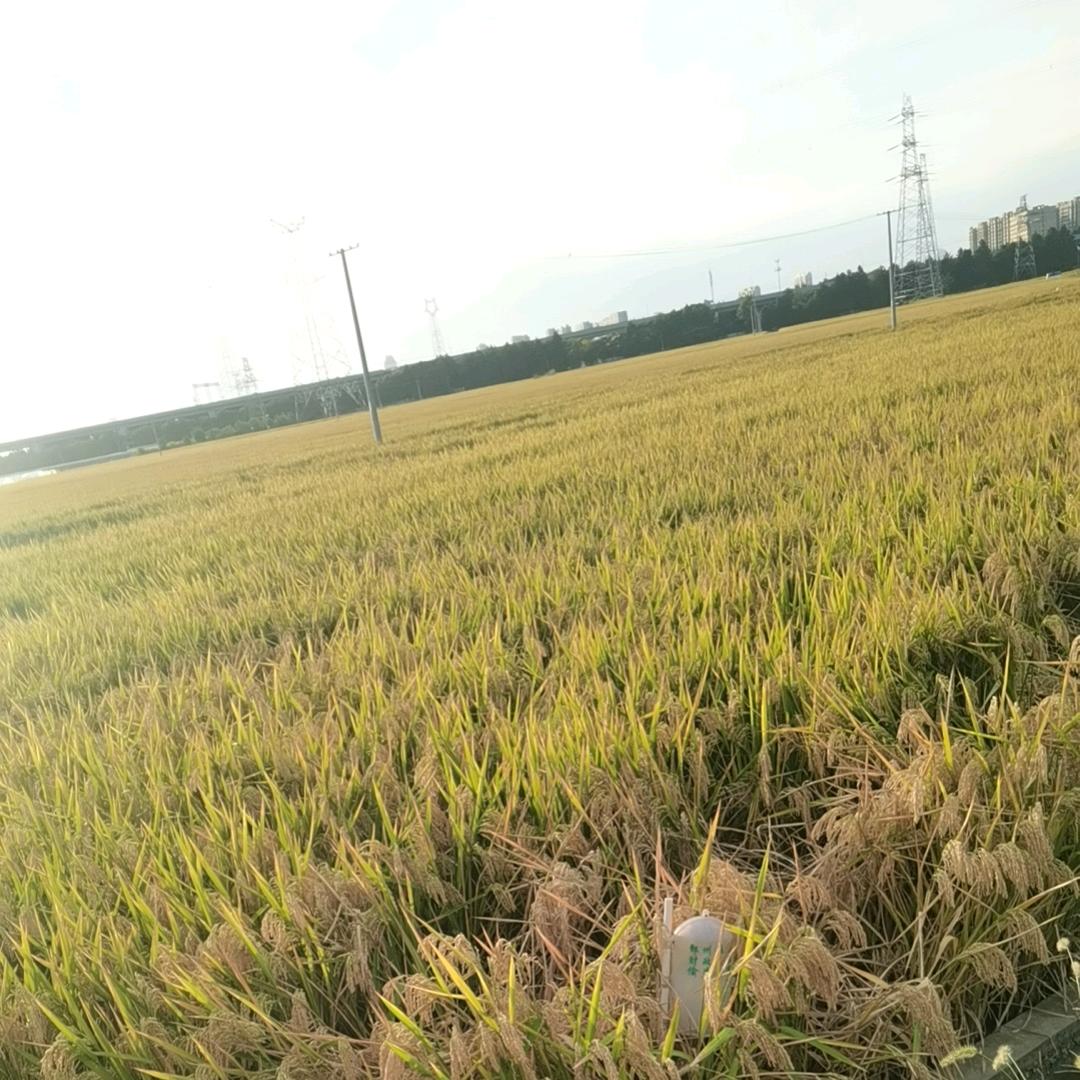 感恩的心🌹🌹