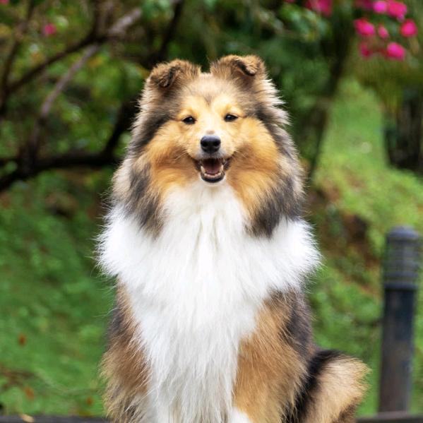 ── 展开 999条回复 ⌵