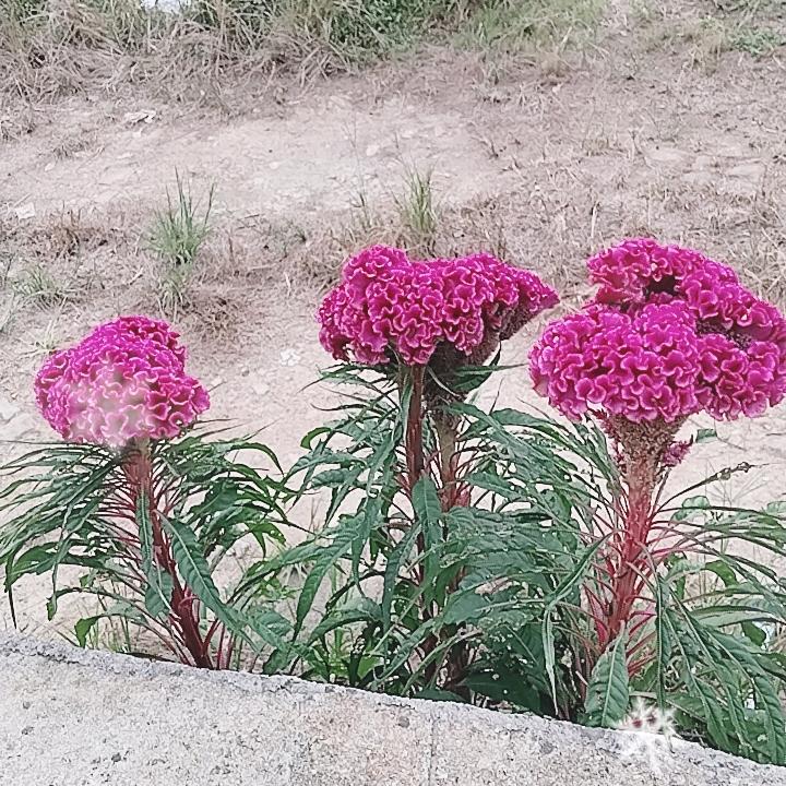 杨哥。