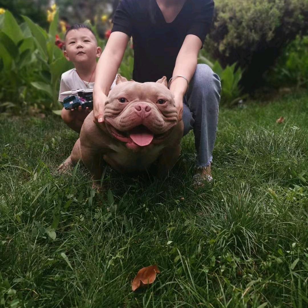 鸿图霸业犬舍
