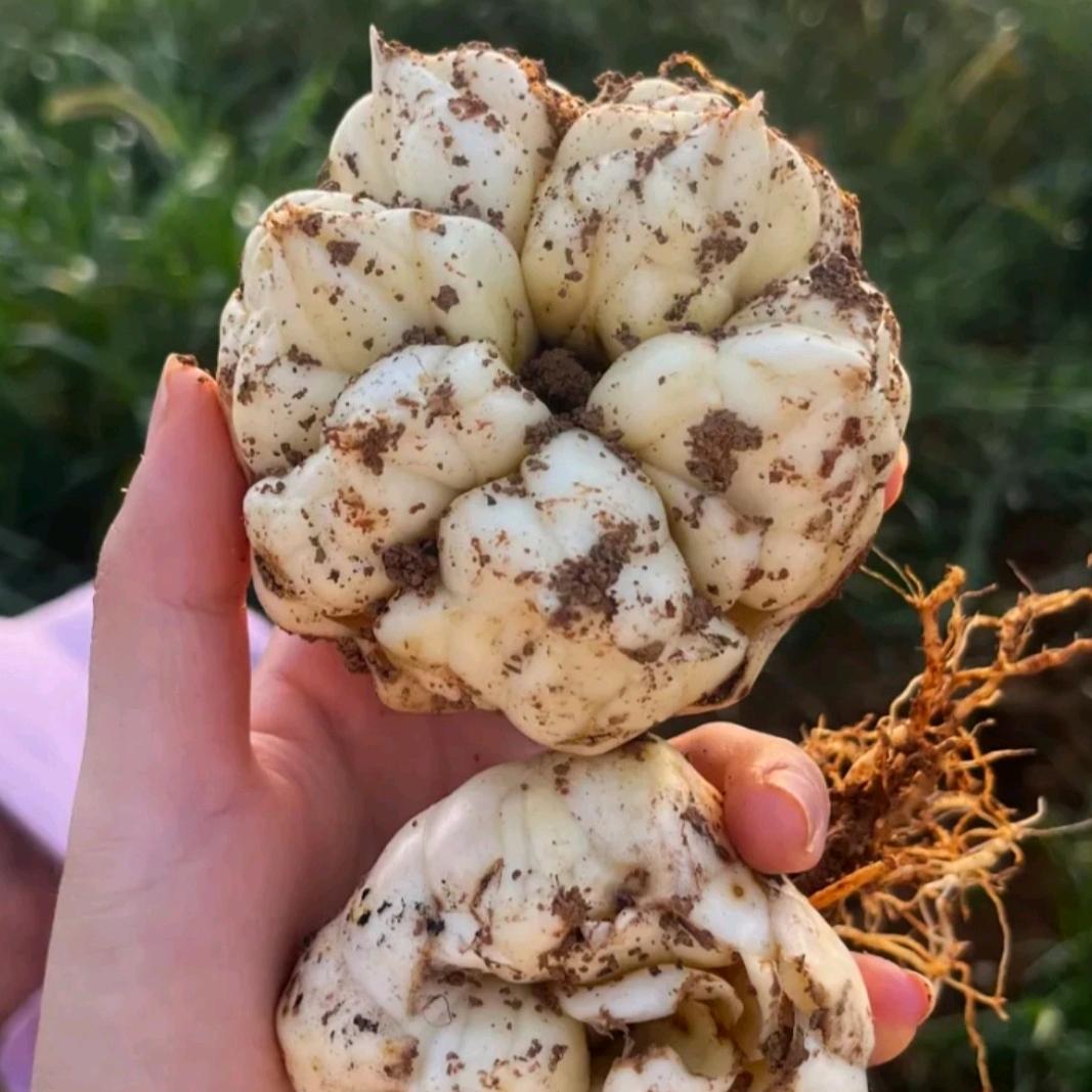 龙牙百合种植-🌱富富