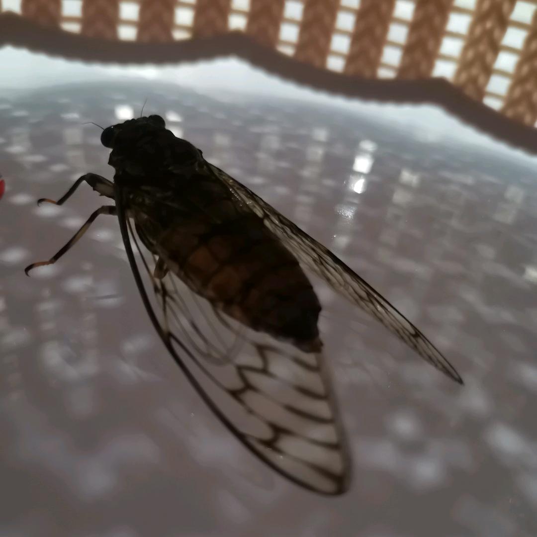 勾明三