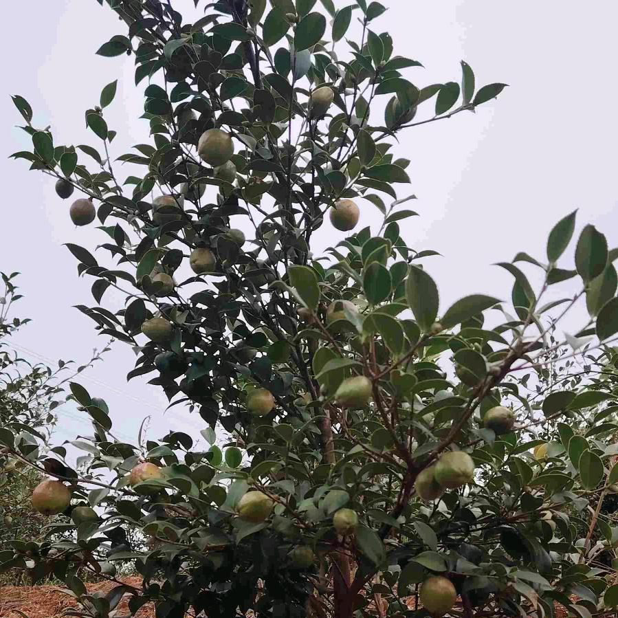 惠诚佳油茶苗木