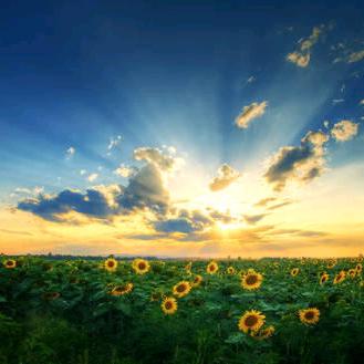 风中浪子/陌上花开（鲜花店）
