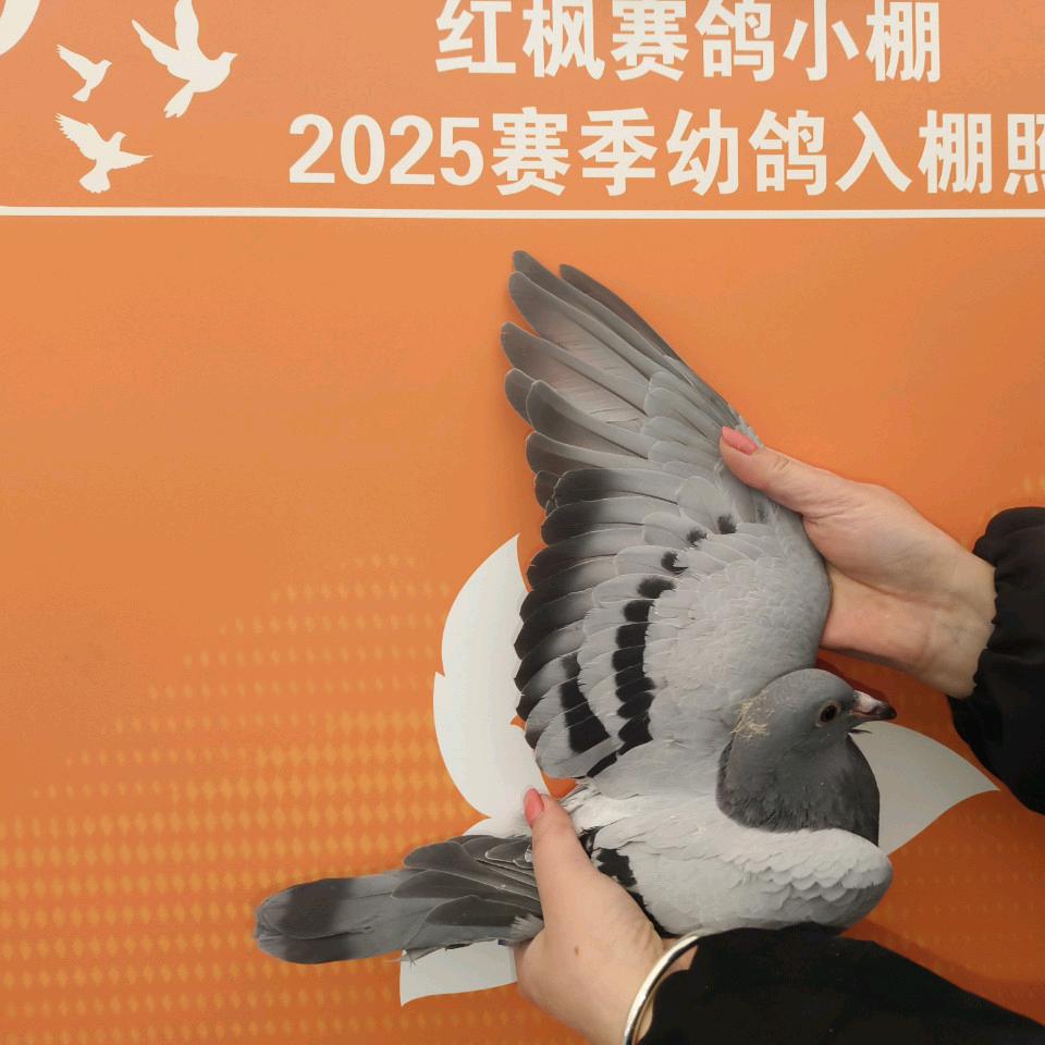 起义团队