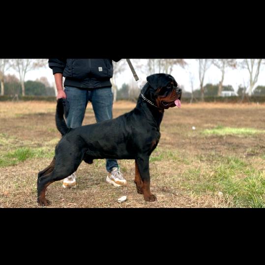 👉汉斯👈罗威纳