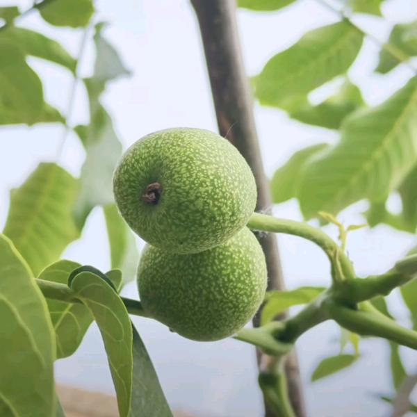 如果再看你一眼