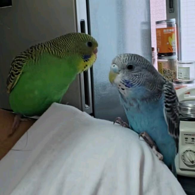 鹦鹉下蛋