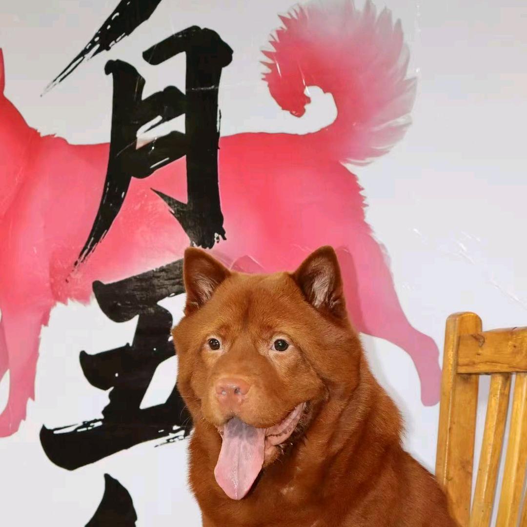 岁月五红直播2