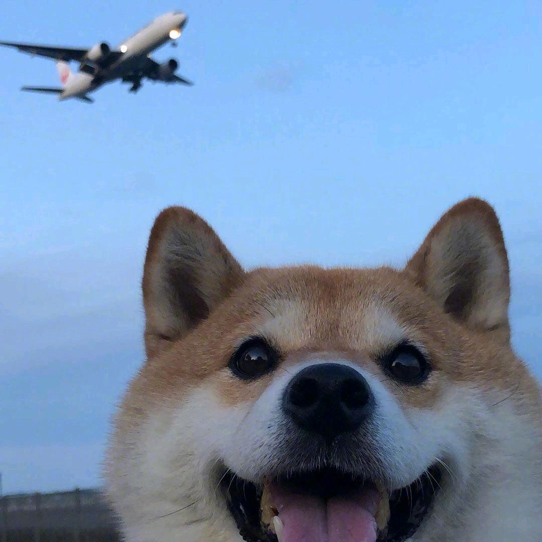 哈哈哈头像
