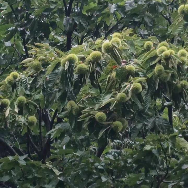 恨我自己，