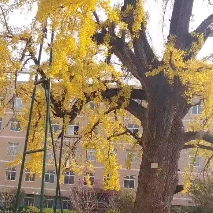 木子李