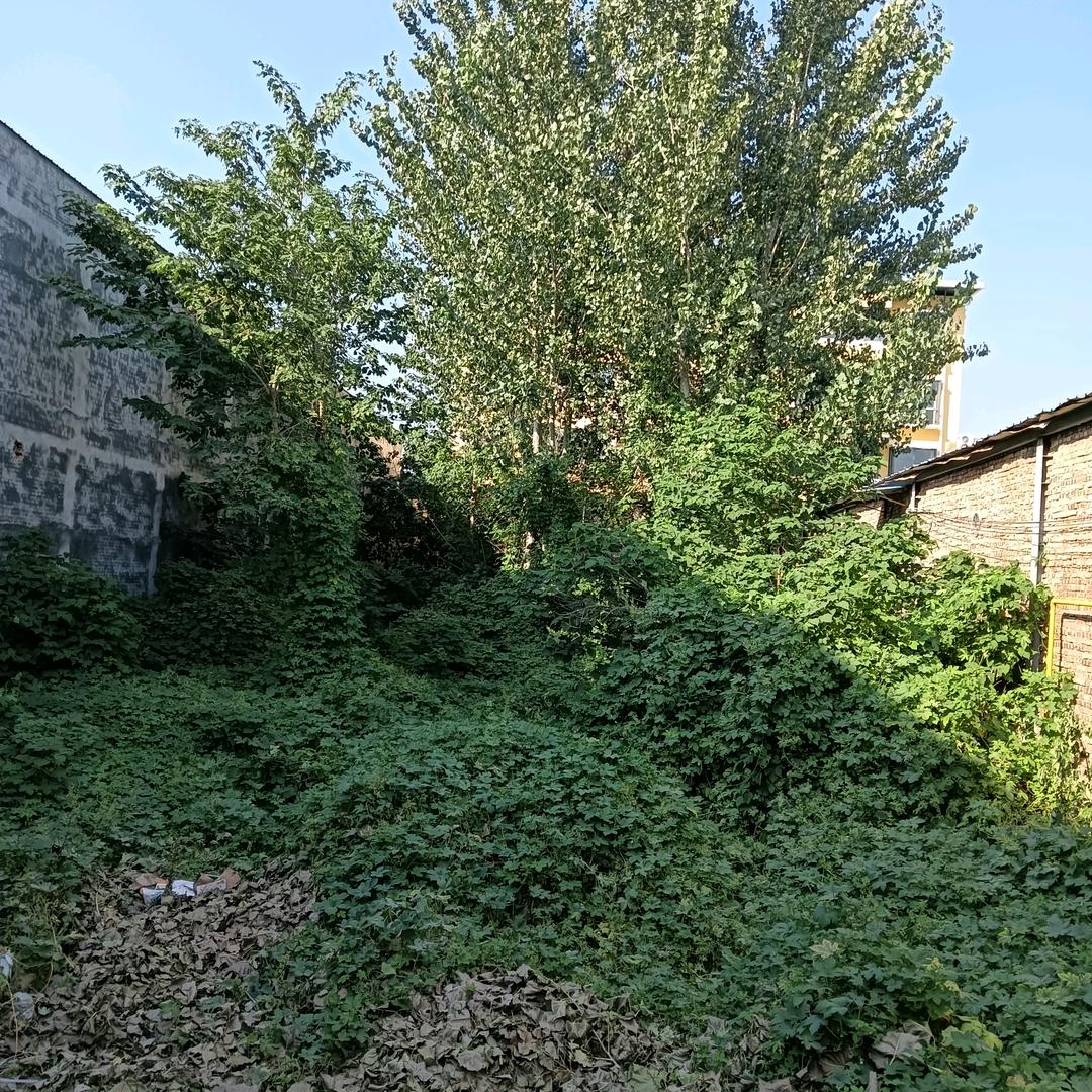 63年的灰色小免