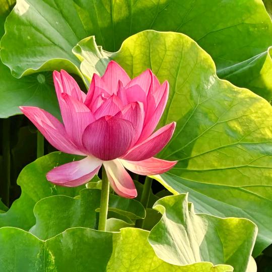 好运连连♥♥♥