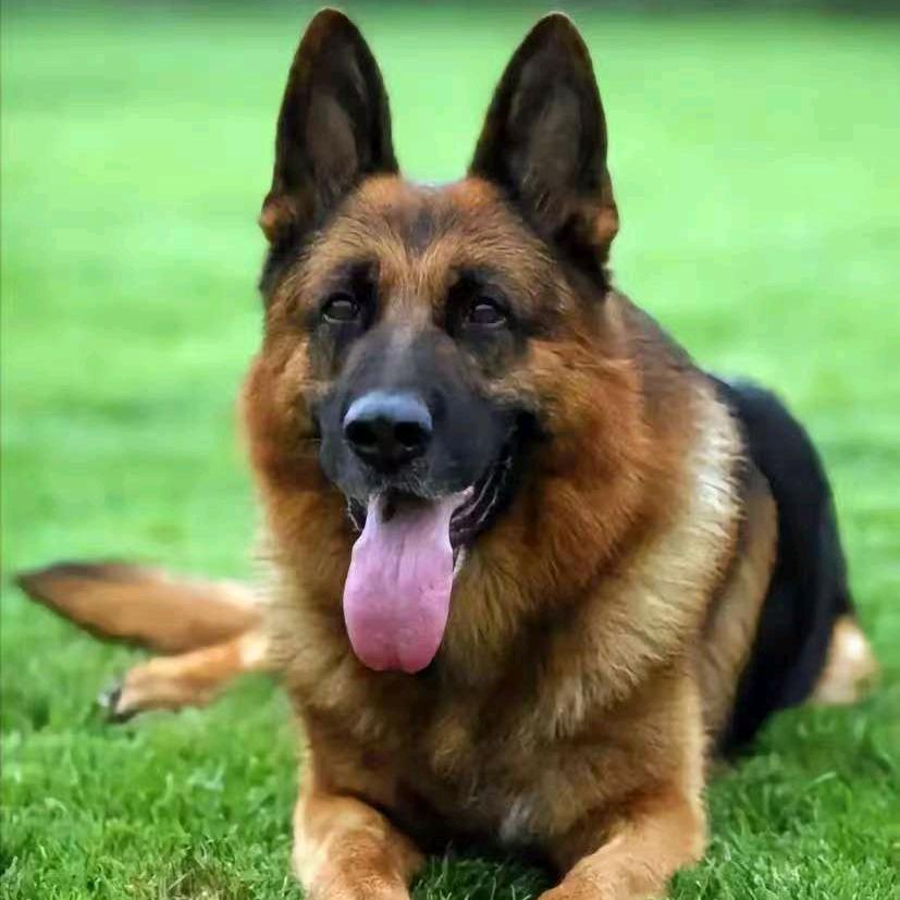 豫L犬舍