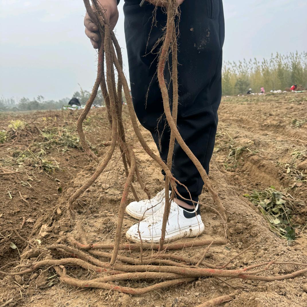 昂俊地产中药材