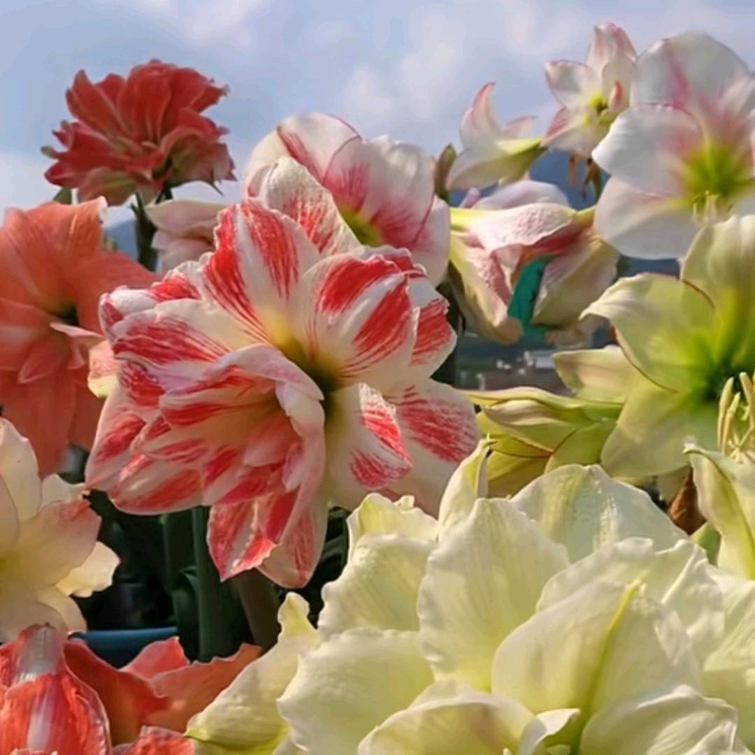 一凡花卉