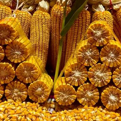 乐谷高产玉米种