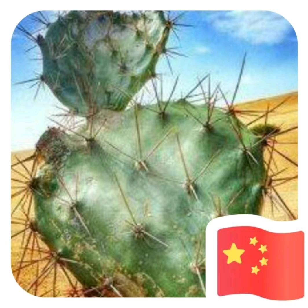 仙人掌
