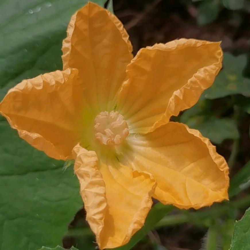 啊花