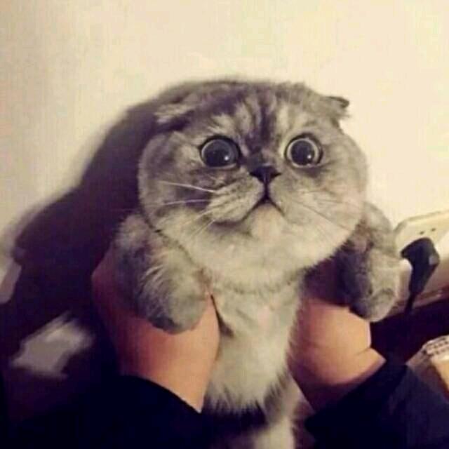 橘子