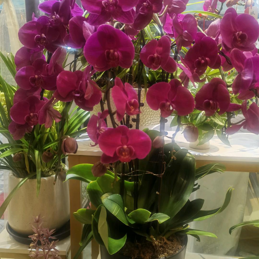 兰心🌸