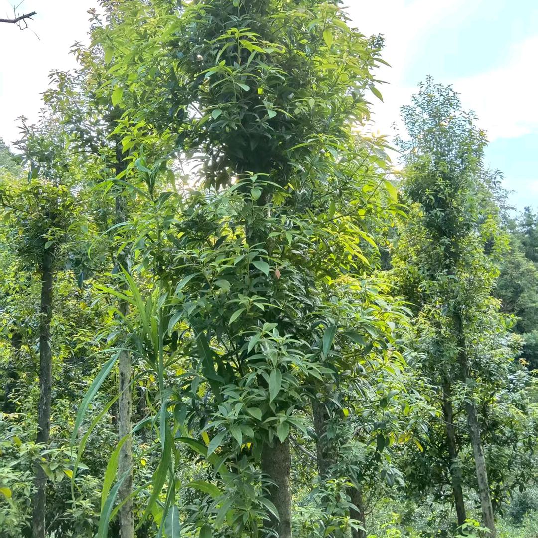 湖南金丝楠木（小叶桢楠）苗木基地