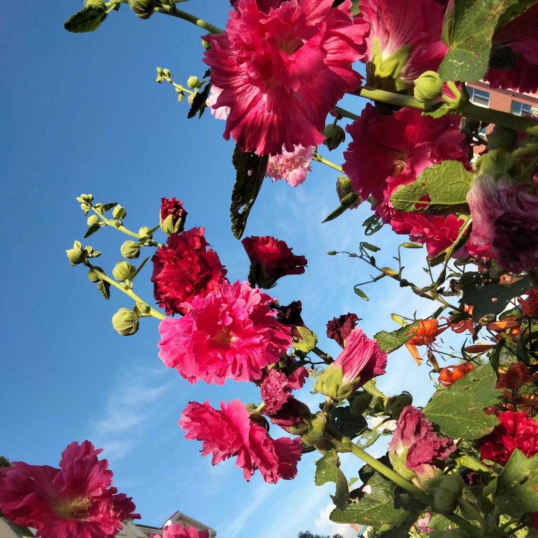 阿芬