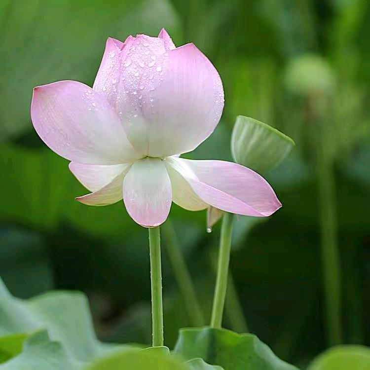 ☀️淡然🎶⁶₂¹