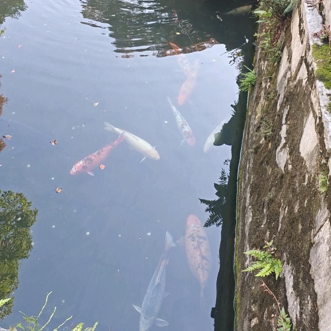 舂曉