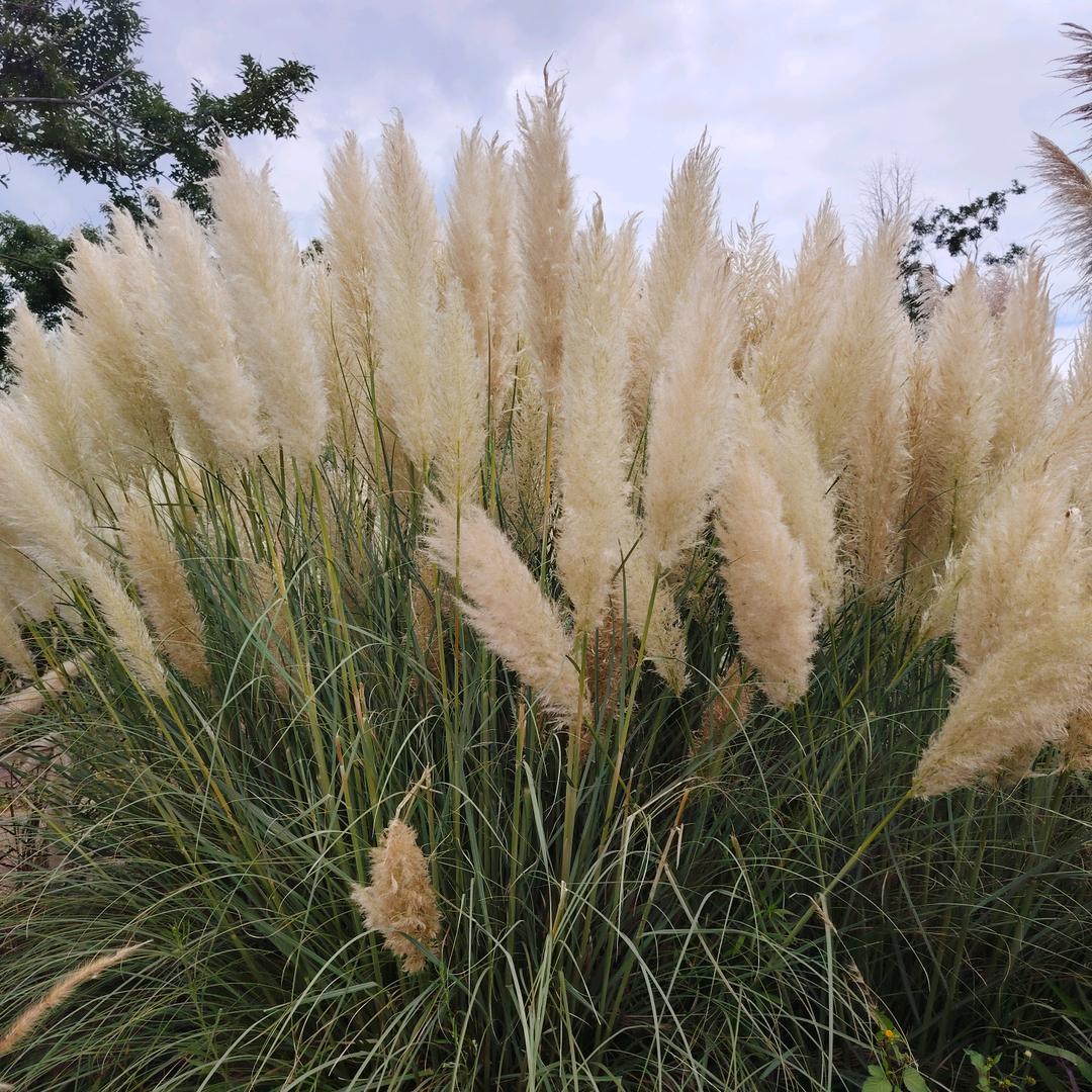 枝菊