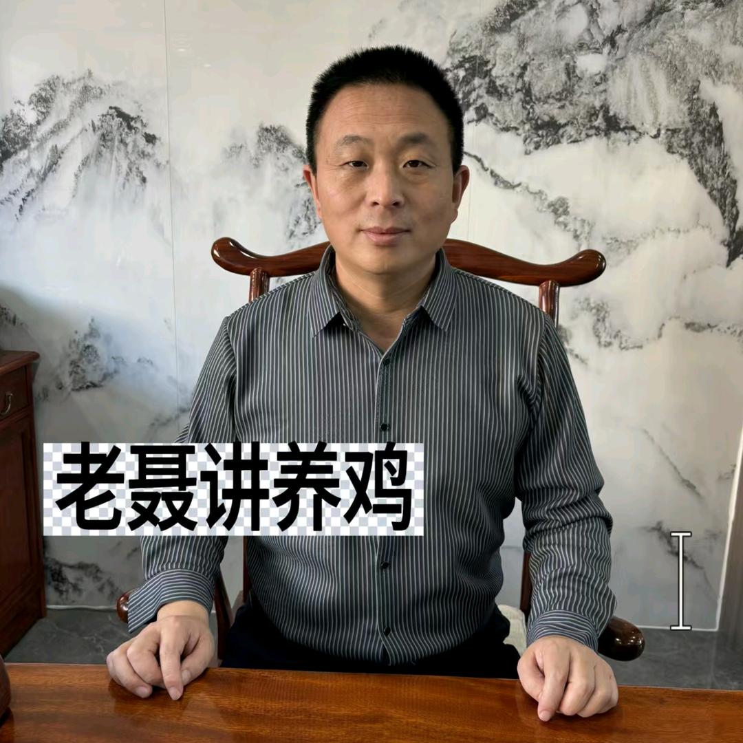 老聂讲养鸡