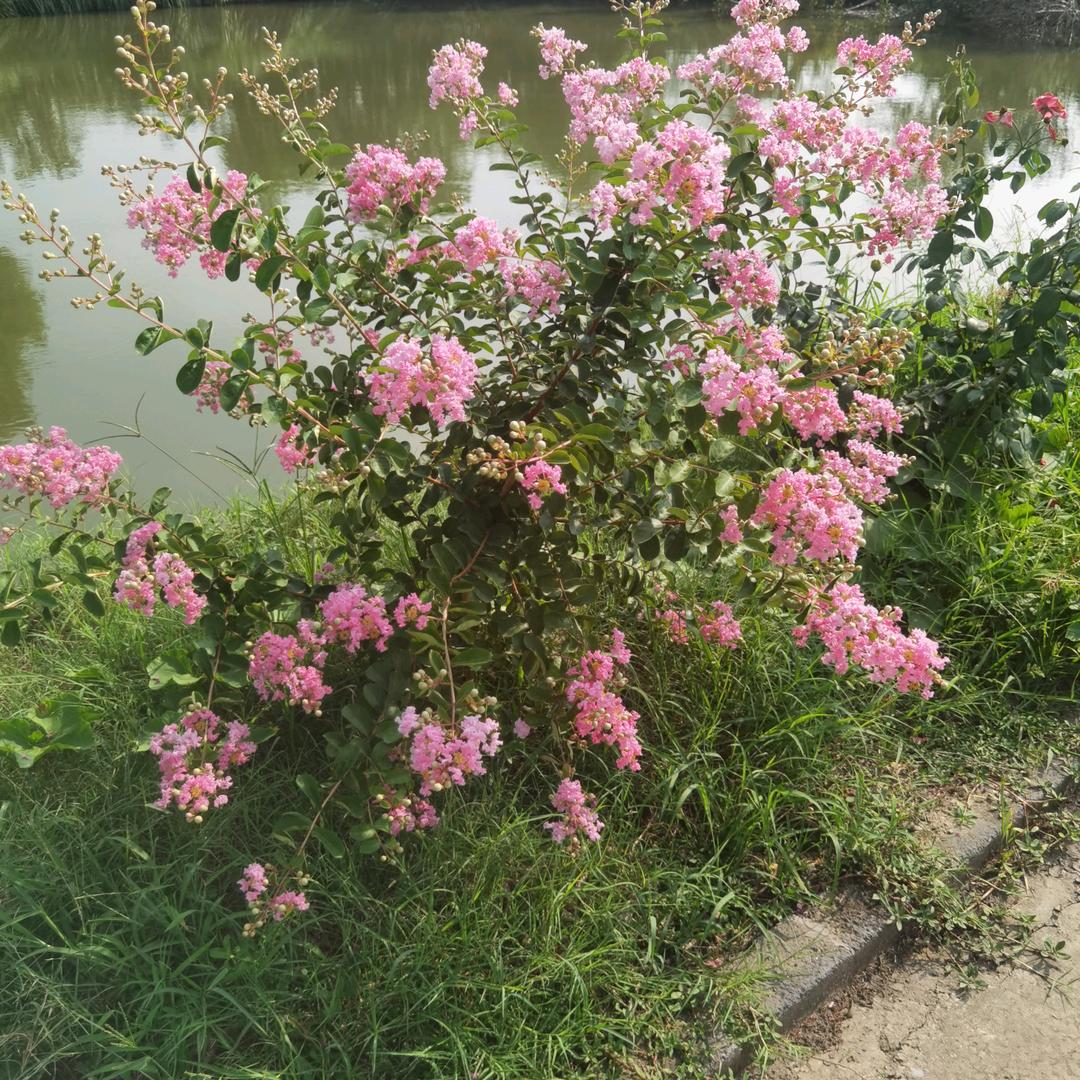 小留