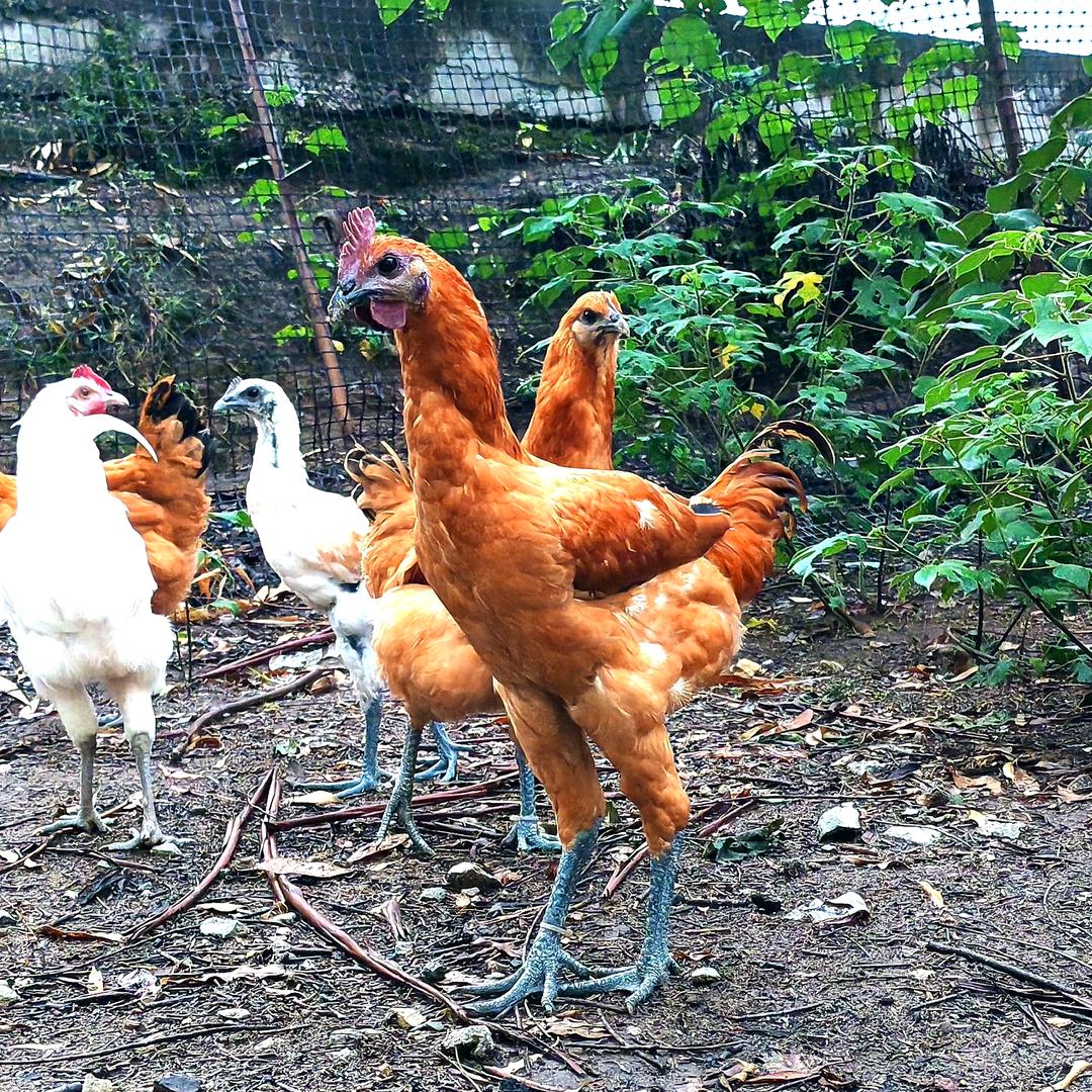 重庆康途农产品精选