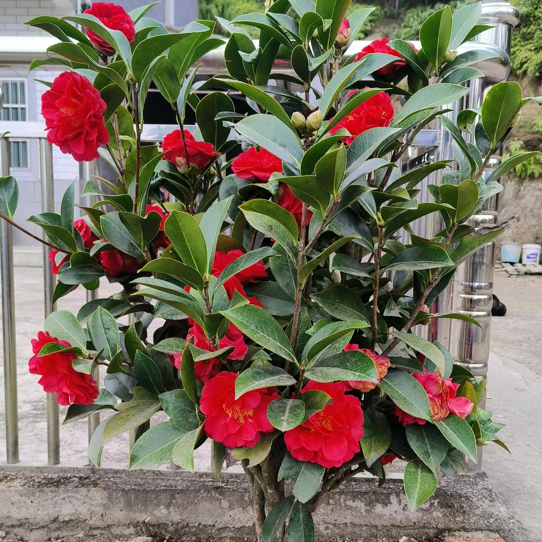 顺其自然(开心每一天)。