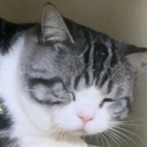 给你脸了(✺ω✺)